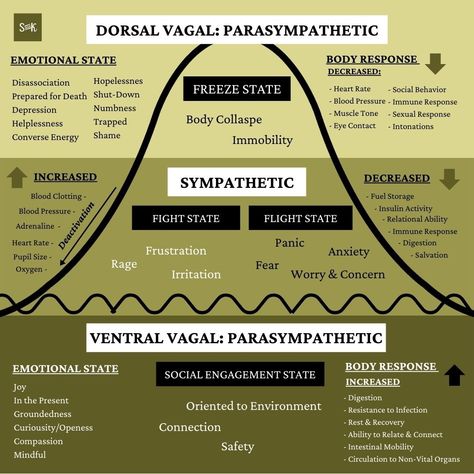 Dorsal Vagal, Dysregulated Nervous System, Nervous System Anatomy, Sympathetic Nervous System, Polyvagal Theory, Nervus Vagus, Parasympathetic Nervous System, Counseling Psychology, Mental Health Therapy