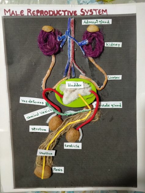 Male Reproductive System Project, Reproductive System Project, Male Reproductive System, Form Crochet, Science Project, Reproductive System, Class Projects, Science Projects, Study Planner