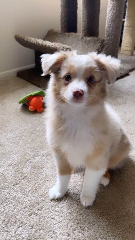 Golden Retriever Aussie Mix Puppy, Mini Australian Shepherd Puppy, Mini Aussie Shepherd Full Grown, Mini Australian Shepherd Full Grown, Baby Australian Shepherd, Golden Aussie, Aussie Corgi, Aussie Shepherd Puppy, Mini Dogs Breeds