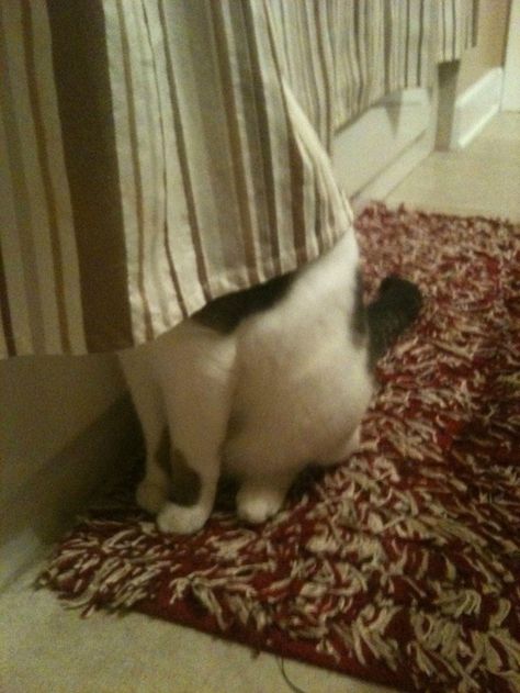 “What’s behind this curtain?” Only your lonely reflection in the window, sir. | 22 Sad, Lonely People Who Don't Even Have A Cat In Their Life Introvert Cat, Cat Run, Cat Hiding, Sweet Quotes, Animal Planet, Cat Pics, Cool Cats, Cat Memes, Cute Love