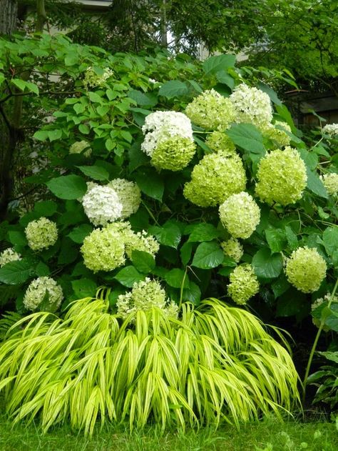 Whew, this time of year is sheer madness, garden designs and installs, interior designs and installs, equals one tired gal! Thankfully the s... Annabelle Hydrangea, Hydrangea Landscaping, Shade Garden Design, Japanese Forest, Garden Shrubs, Landscape Designs, Hakone, Have Inspiration, Woodland Garden