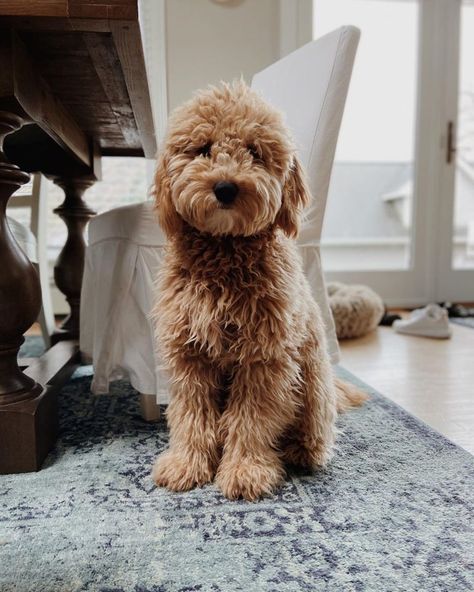 Best Goldendoodle Generations: F1, F1B, F1BB, F2, F2B, F3 - We Love Doodles F1 Goldendoodle, Doodle Dog Breeds, F1b Goldendoodle, Best Puppy Food, Mini Goldendoodle Puppies, Australian Labradoodle, Hybrid Dogs, Love Doodles, Pet Allergies