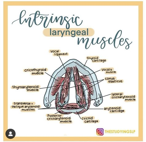 Slp Anatomy, Pathology Notes, Speech Language Pathology Grad School, Slp Aesthetic, Praxis Study, Slp Grad School, Medical Slp, Speech Therapy Tools, Speech And Hearing