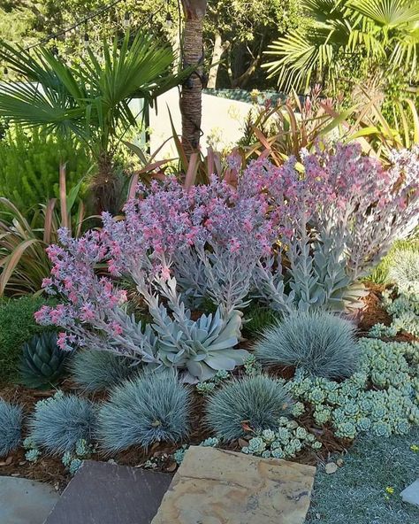 Festuca Glauca, Landscape Backyard, Blue Fescue, Succulent Landscape Design, Native Gardens, Greenhouse Garden, Chicago Botanic Garden, Succulent Gardens, Gardening Inspiration