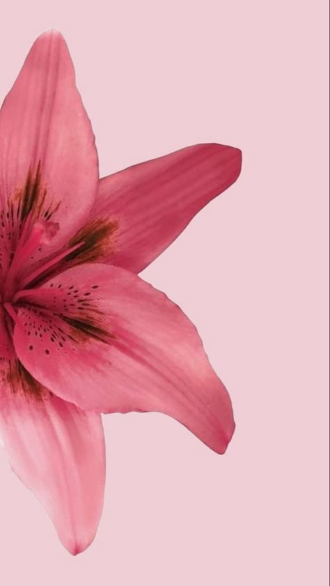 Lockscreen Flower, Tulip Flower Pictures, Flower Lockscreen, Inspo Wallpaper, Zestaw Ikon, Look Wallpaper, Cocoppa Wallpaper, Iphone Wallpaper Photos, Iphone Wallpaper Themes