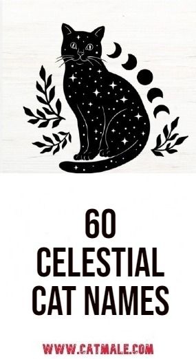 60 Celestial Cat Names: Unique and Cosmic Choices for Your Feline Friend Rare Cat Names, Unique Animal Names, Best Cat Names, Unique Pet Names, Cats Name, Black And White Cat Names, Names For Cats, Aesthetic Cat Names, Cat Names Unique