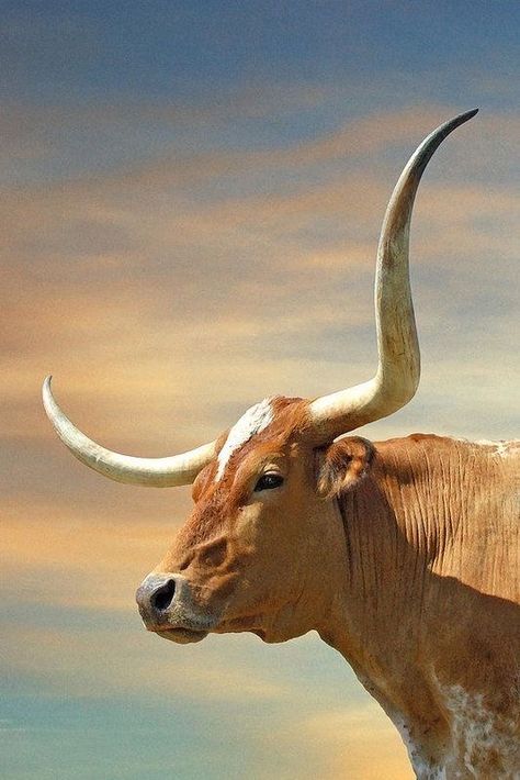 Horns Art, Humor Animal, Longhorn Bull, Longhorn Cattle, Longhorn Cow, Long Horn, Bull Cow, Cow Pictures, Texas Longhorn