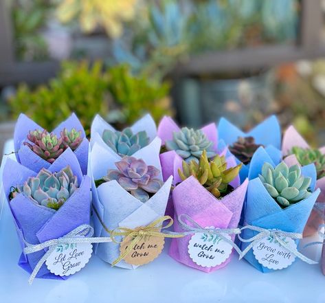 Colorful 2 Succulent Favor 1 Plant Baby Shower Party Favors - Etsy Canada Succulent Favors Baby, Succulent Party Favors, Succulent Wedding Favors, Baby Shower Gift Bags, Plant Party, Succulent Favors, Succulent Gift, Baby Shower Favors Girl, Plant Gift