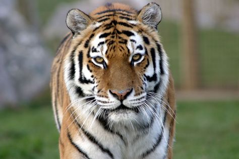 Front View of an Amur Tiger Tiger Front View, Amur Tiger, Amur Leopard, Animal Guides, Siberian Tiger, Things To Do With Kids, Drawing Activities, The Natural World, Bengal Tiger