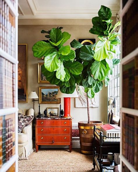 Plum Walls, Fiddle Fig Tree, House Of Pain, Fiddle Leaf Tree, Fiddle Fig, Alexa Hampton, Living Room Plants, Ficus Lyrata, Fiddle Leaf Fig Tree