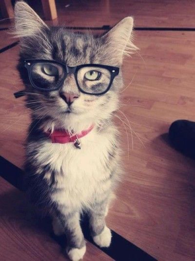 Nerdy Cat Whatsapp Avatar, Cat Wearing Glasses, Hipster Cat, Wearing Glasses, Ernest Hemingway, Cute Kittens, Cats Meow, Maine Coon, Crazy Cat Lady