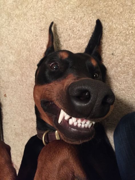 Perro Doberman Pinscher, Doberman Pinscher Dog, Scary Dogs, Doberman Puppy, Matter Of Time, Doberman Dogs, Very Cute Dogs, Love My Dog, Pretty Dogs