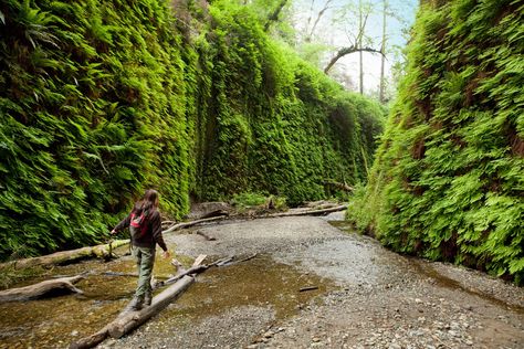 Fern Canyon In Northern California Is A Lesser-Known Place In The U.S. Humboldt County California, Fern Canyon, California Nature, Channel Islands National Park, Redwood National Park, The Redwoods, Humboldt County, Redwood Forest, Forest Road