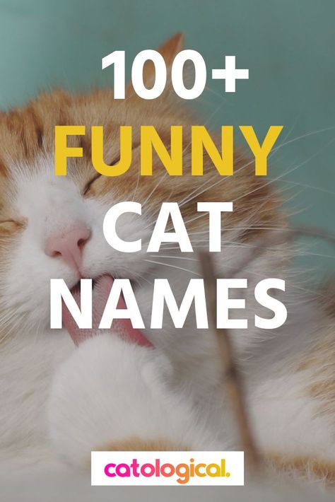 Male Cat Names Unique List, Weird Cat Names, Male Cat Names Unique, Cat Names Funny, Cat Names Female, Cat Names List, Best Cat Names, Kitten Names Unique, Names For Male Cats