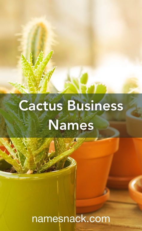 Desert Names Ideas, Plant Business Name Ideas, Plant Shop Names, Desert Names, Cute Business Names, Cactus Names, Cactus Farm, Western Names, Catchy Name