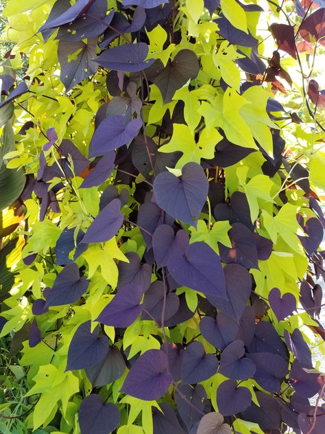 Sweet Potato Tower, Potato Tower, Sweet Potato Vine, Purple Yam, Potato Vines, Purple Sweet Potatoes, Edible Landscaping, Container Gardens, House Garden