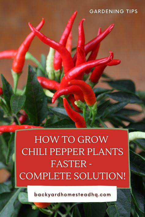 Chili Pequin, Pepper Plant Care, Growing Chili Peppers, Chili Pepper Plant, Garden Peppers, Backyard Homestead, Tomato Fertilizer, Desert Gardens, Acidic Soil