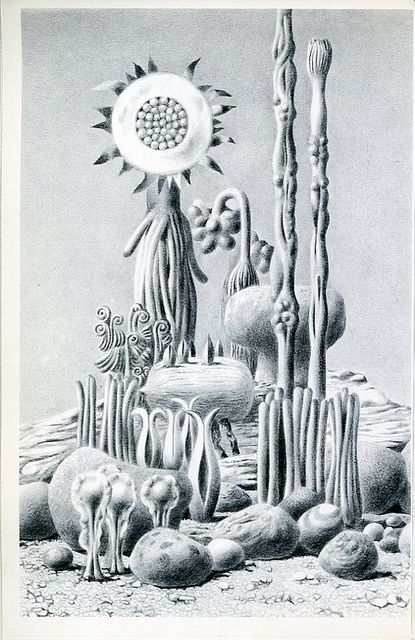 Lionni - Parallel Botany - 002 by Ariel S. Winter, via Flickr Parallel Botany, Leo Lionni, Fortune Magazine, Arte Peculiar, Illustration Botanique, Scientific Illustration, Arte Inspo, Art Et Illustration, Children's Picture Books