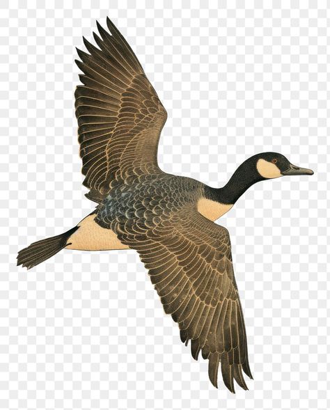 Goose Illustration Vintage, Goose Flying, Duck Vector, Goose Illustration, Duck Flying, Flying Goose, Flying Duck, Duck Illustration, Duck Logo