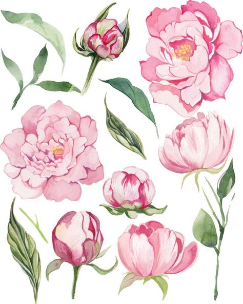 Check out our watercolor svg selection for the very best in unique or custom, handmade pieces from our craft supplies & tools shops. #watercolorsvg #watercolorclipart #watercolor #SVG Flower Peony Drawing, Floral Watercolor Illustration, Peony Flower Colors, Peonies Flower Drawing, Peony Flowers Drawing, Peony Flower Illustration, Peony Illustration Simple, Peony Flower Drawing, Pink Flower Illustration