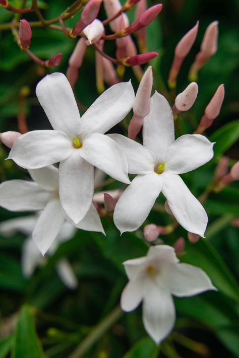 Jasmine Images, Jasminum Officinale, Winter Shrubs, Winter Jasmine, Jasmine Plant, Jasmine Rose, Jasmine Flower, Floral Oil Paintings, Year Of The Rabbit