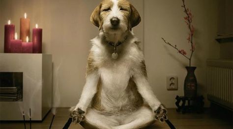 Quiz: What's Your Dog's Spirit Animal? | Rover Blog Yoga Humor, Happy Week End, Dog Yoga, Yoga Pose, Tgif, 귀여운 동물, How To Do Yoga, Animal Memes, Spirit Animal