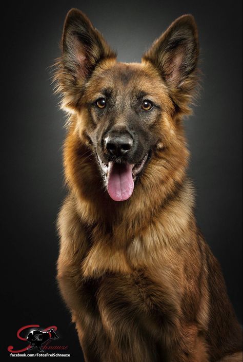 Dog Portrait Photography, German Sheperd Dogs, Animal Jungle, Dog Anatomy, Dog Photoshoot, Dog Photograph, Rottweiler Dog, Dog Wallpaper, Dogs Puppy