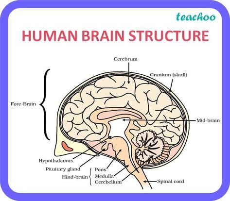 Brain Structure Diagram, Structure Of Human Brain, Human Brain Diagram, Human Brain Facts, Brain Diagram, Biology Diagrams, Science Diagrams, Brain Structure, Biology Facts