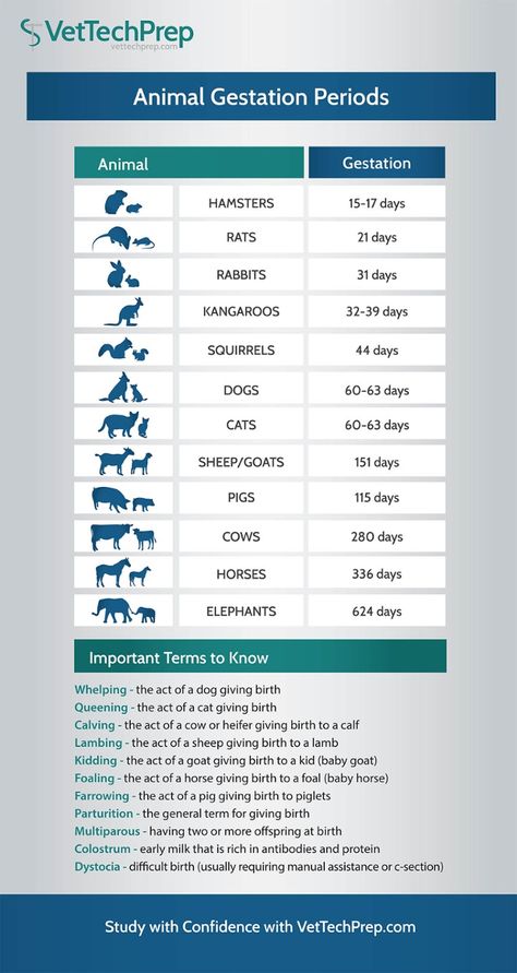 Vet Tech Infographic: Animal Gestation Periods Vet Tech Prep, Tech Infographic, Veterinarians Medicine, Veterinarian Technician, Vet Tech School, Veterinary Tech, Vet Tech Student, Vet Technician, Veterinary Studies