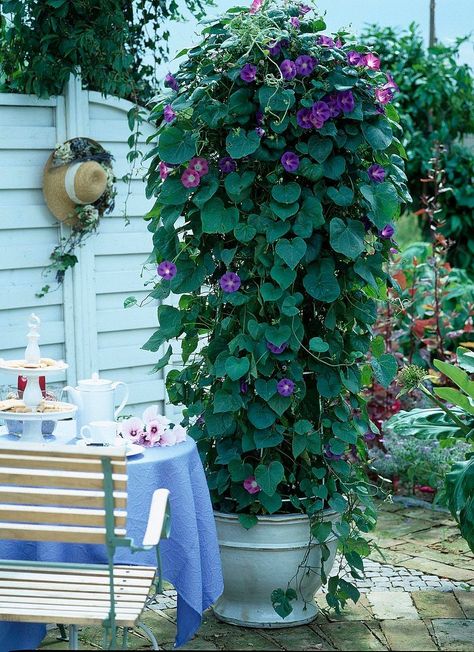 Ipomoea purpurea (morning glory) Climbing Flowering Vines, Big Gardens, Plants For Pots, Indoor Vines, Diy Container, Plants In Pots, Autumn Clematis, Climbing Flowers, Climbing Hydrangea