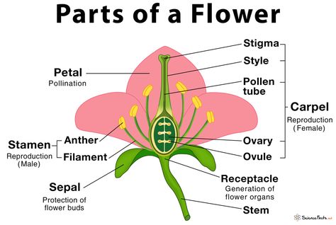 Parts of a Flower, Their Structure and Functions With Diagram Flower Diagram Science, Flower Parts Diagram, Flower Biology, Structure Of Flower, Anatomy Of A Flower, Parts Of Flower Diagram, Parts Of Flower Project, Part Of Flower, Parts Of Flower