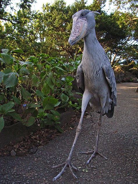 The 5 foot tall shoebill. Imagine seeing this thing walk towards you outside at night Shoebill Stork, Scary Funny, Unusual Animals, Rare Animals, Funny Birds, 웃긴 사진, Exotic Birds, Pretty Birds, Weird Animals