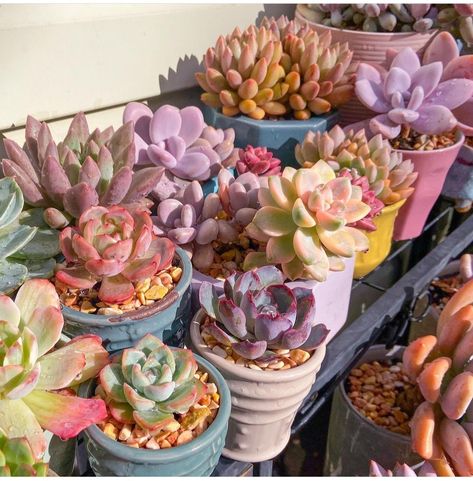 Plants Are Friends, Succulent Gardening, Nothing But Flowers, Succulents Indoor, Plant Aesthetic, Flower Therapy, House Plants Decor, Cactus Y Suculentas, Pretty Plants