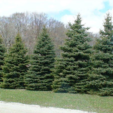 Evergreen Windbreaks And Privacy Screens - Evergreen Trees For Sale Shrub Landscaping, Shrub Trees, Shrubs Landscaping, Flower Shrubs, Living Privacy Fences, Windbreak Trees, Shrub Garden, Blue Spruce Tree, Landscaping Shrubs