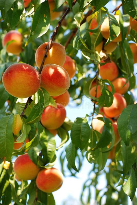 Apricot Trees, Apricot Tree, Fruit Wallpaper, Fruit Photography, Beautiful Fruits, Peach Trees, Orange Aesthetic, Fruit Garden, Arte Inspo