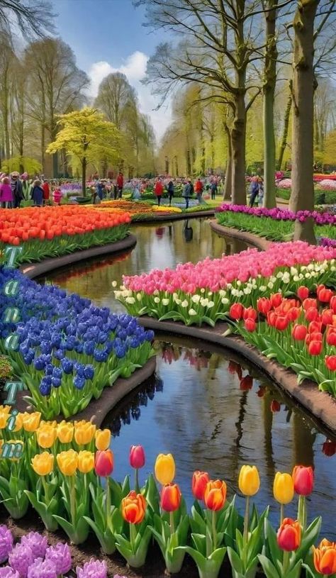 Keukenhof Tulip Garden Pictures | The beauty of tulips 🌹 | Facebook Amsterdam Tulips, Tulip Garden, Luxury Travel Destinations, Tulips Garden, Tulip Fields, Garden Pictures, Good Morning Images, Dress Design, God Is Good