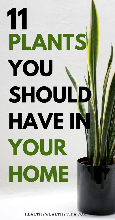 Best Plants For House, Healthy Indoor Plants, Plants At Home Decor, Best Room Plants, Best Indoor House Plants, Great House Plants, Best Plant For Living Room, Best Indoor Plants For Health, In Door Plants Houseplant