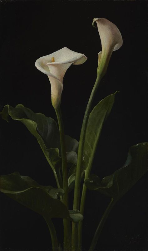 White Calla Lilies, Arum Lily, Lily Painting, Ornamental Tattoo, Flower Therapy, Calla Lilies, Lily Flower, Calla Lily, Pretty Flowers