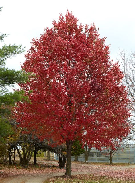 Red Maple Tree Landscaping, Best Shade Trees, Maple Tree Landscape, Fast Growing Shade Trees, Acer Rubrum, Fast Growing Evergreens, Red Maple Tree, Planting Trees, Pretty Trees