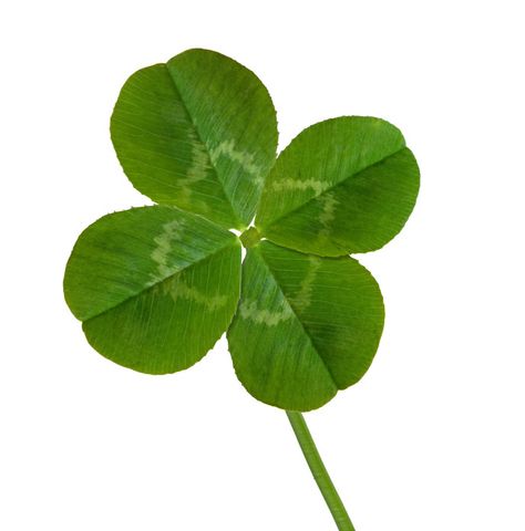 Google Image Result for http://www.punchbowl.com/gridfs/fs/4d55b3daec8d8318fd000034-1297462236 St Patrick's Day Decorations, Irish Eyes, 4 Leaf Clover, 4 Leaves, Punch Bowls, Green Rooms, Four Leaves, Lucky Clover, Luck Of The Irish