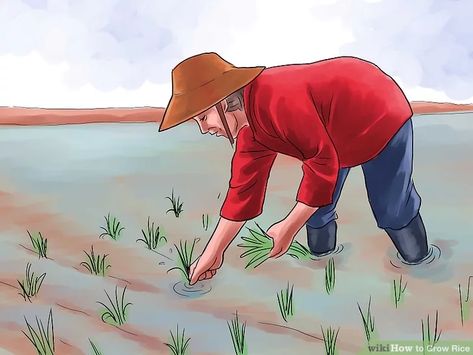 How to Grow Rice - wikiHow Growing Rice, How To Grow Cucumbers, Rice Crop, Grow Cucumbers, Long Grain Brown Rice, Rice Plant, Rice Paddy, Growing Cucumbers, Cozy Backyard