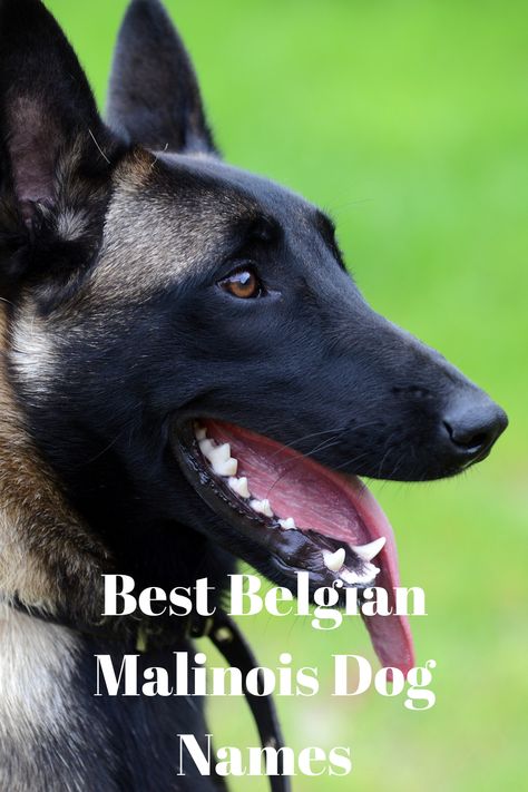 Since Belgian Malinois dog breeds have become very popular, you’re likely looking for a name for your puppy. There’s a ton of names that will go well with your dog, but choosing one is a very important decision. This is because you’ll be calling your Belgian Malinois by the name several times every single day. Black Belgian Malinois, Malinois Puppies For Sale, Malinois Funny, Belgian Dog, Malinois Puppy, Belgian Malinois Puppies, Dog Names Unique, Belgium Malinois, Boy Dog Names