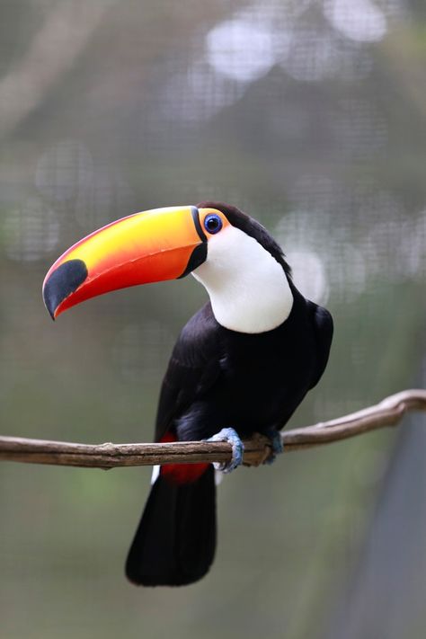 Painting Reference Animals, Animals For Reference, Drawing Animal Reference, Inspirational Photos Nature, Animal Reference Pictures, Birds Reference Photos, Cool Animal Photos, Cute Animal Reference Photos, Toucan Reference