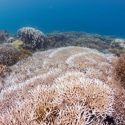 Coral bleaching is a warning sign we can’t ignore. ⚠️ When vibrant reefs turn ghostly white, entire marine ecosystems are at risk! @padiaware launched the Adopt the Blue initiative with a vision to create a nimble, active network of underwater sites ready for action across conservation issues and geographies. 🪸 Visit our 🔗 in bio to learn how this initiative is monitoring coral bleaching with the help of divers. #coral #coralreef #coralbleaching #conservation #adopttheblue #savetheocean Coral Reef Bleaching, Coral Bleaching, Marine Ecosystem, Visual Language, Warning Sign, Coral Reefs, Coral Reef, Geography, The Help