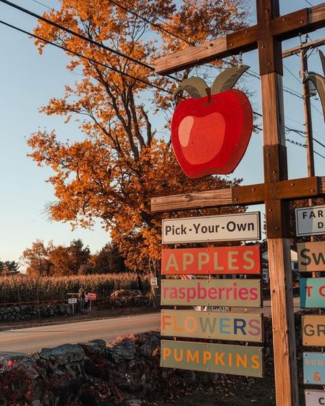 Fall Bucket List Pictures, Fall Cute Aesthetic, Bright Fall Aesthetic, Apple Picking Aesthetic Fall, Pumpkin Picking Aesthetic, Fall Things To Do, Fall Pinterest Board, Apple Picking Aesthetic, Cute Fall Aesthetic