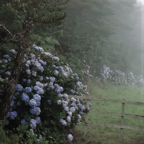 Blue Woods Aesthetic, Cold Spring Aesthetic, Blue Cottagecore Aesthetic, Hydrangea Field, Beyond The Horizon, Foggy Forest, Magic Aesthetic, Fantasy Paintings, Blue Spring