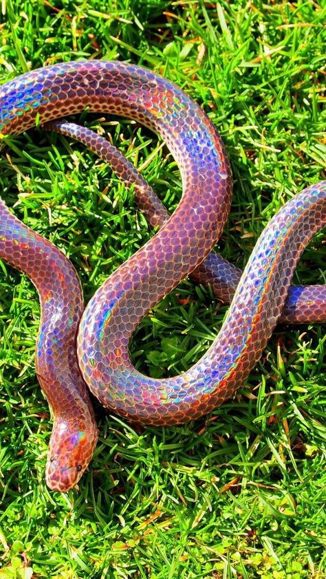 Snake Turtle, Danger Noodles, Poisonous Snakes, Cool Snakes, Rainbow Snake, Colorful Snakes, Pretty Snakes, Snake Wallpaper, Purple Snake