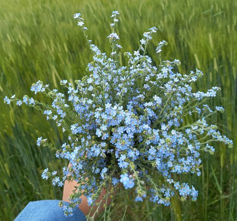 Aesthetic Forget Me Not Flower, Bouquet Of Forget Me Nots, Daisies And Forget Me Nots, Forget Ne Nots, Forget Me Not Flowers Bouquet Bridal, Forget Me Not Wedding Flowers, Chinese Forget Me Not Flowers, Forget Me Nots Aesthetic, Forget Me Not Flowers Bouquet