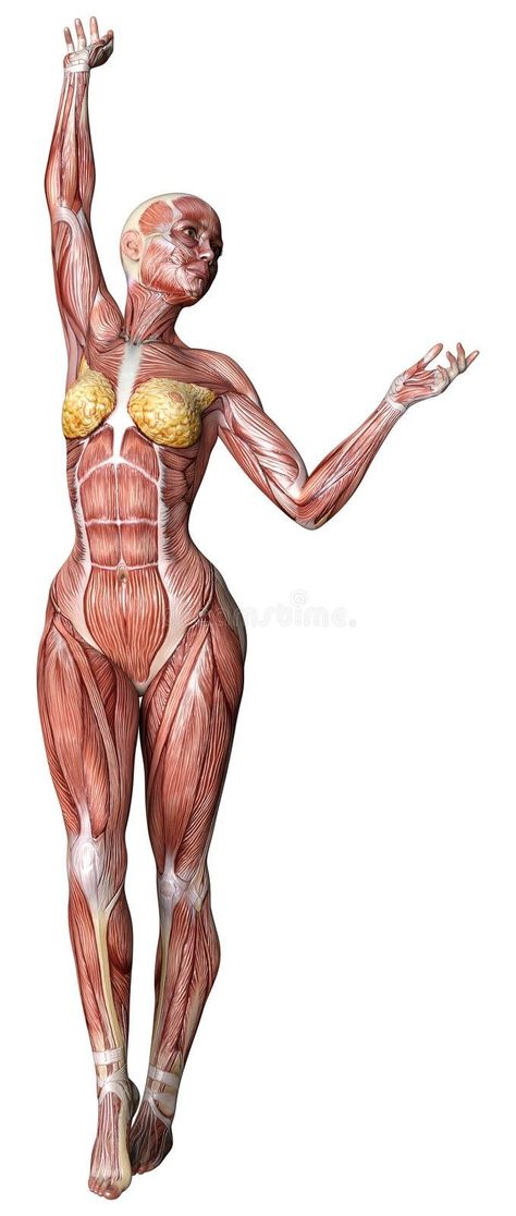 Female Anatomy Stock Illustrations – 33,099 Female Anatomy Stock Illustrations, Vectors & Clipart - Dreamstime Female Anatomy Study, Human Anatomy Female, Body Muscle Anatomy, Human Muscle Anatomy, Human Anatomy Reference, Female Anatomy Reference, Human Body Drawing, Drawing Female Body, Anatomy Sculpture