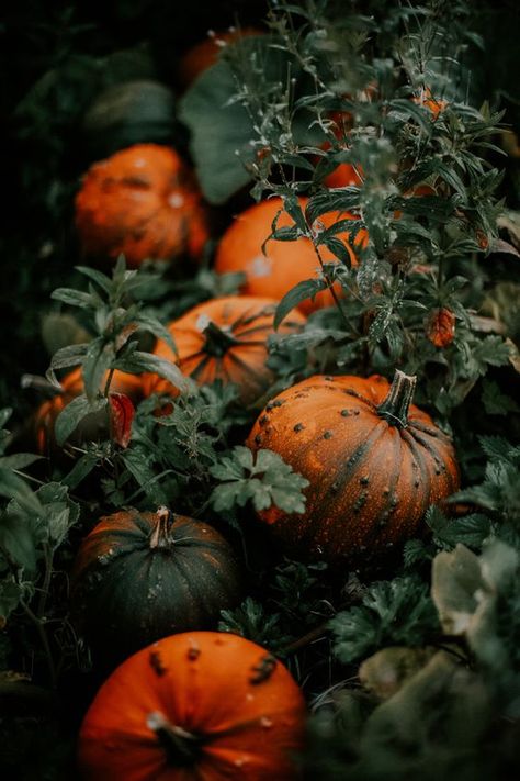 Today we're covering the top 12 Samhain symbols to use in your rituals this year! As the leaves begin to transform into vibrant hues and a crisp chill fills the air, the ancient festival of Samhain Symbols, Samhain Aesthetic, Autumn Halloween Aesthetic, Samhain Recipes, Fall Hygge, Fruit Collage, The Otherworld, Dear World, Magic House